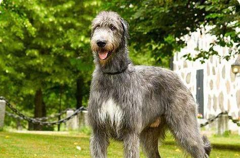 ChoosinganEnglishNameforaWolfDog
