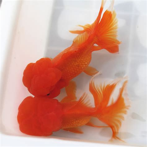 水族宠物店名字