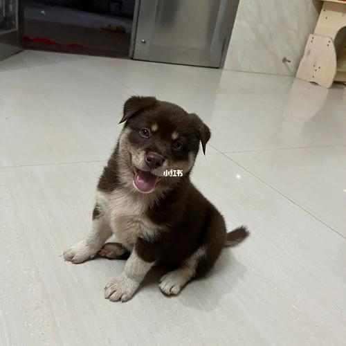 土狗怎么起名字
