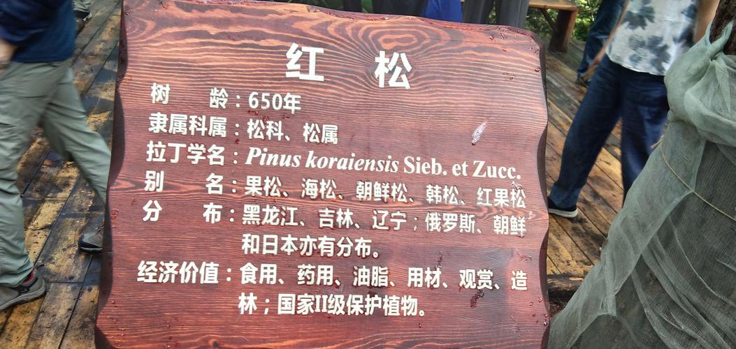 关于松的名言