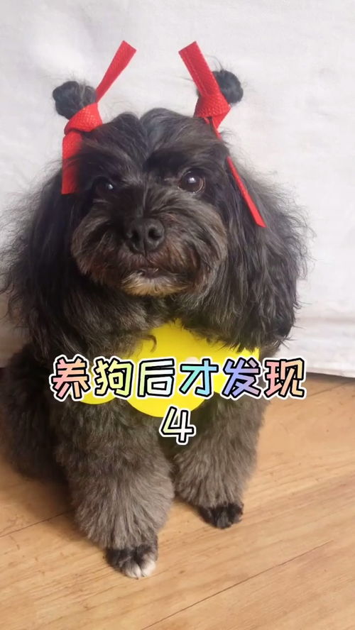 给狗狗起名可以起什么名字