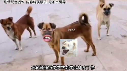 搞笑狗名字
