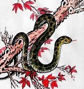 龙年生肖天之骄子，财富与长寿的双重祝福